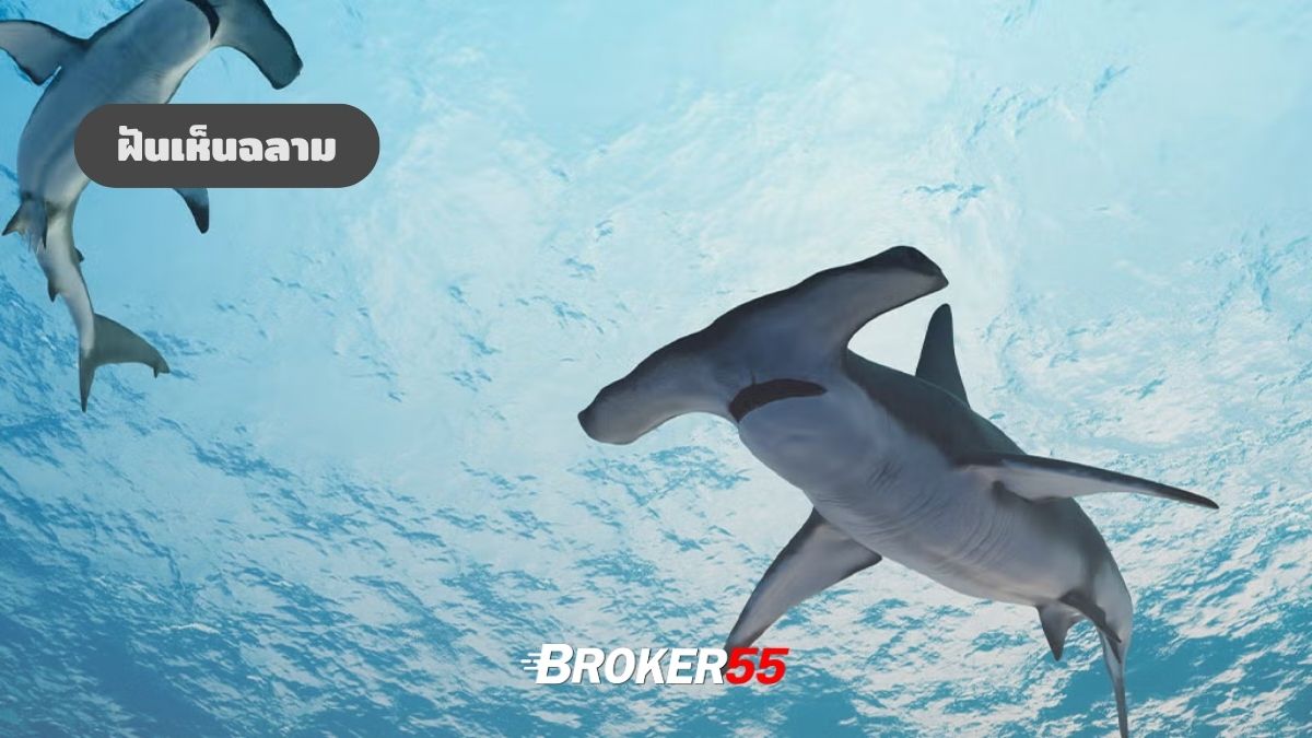 ฝันเห็นฉลาม