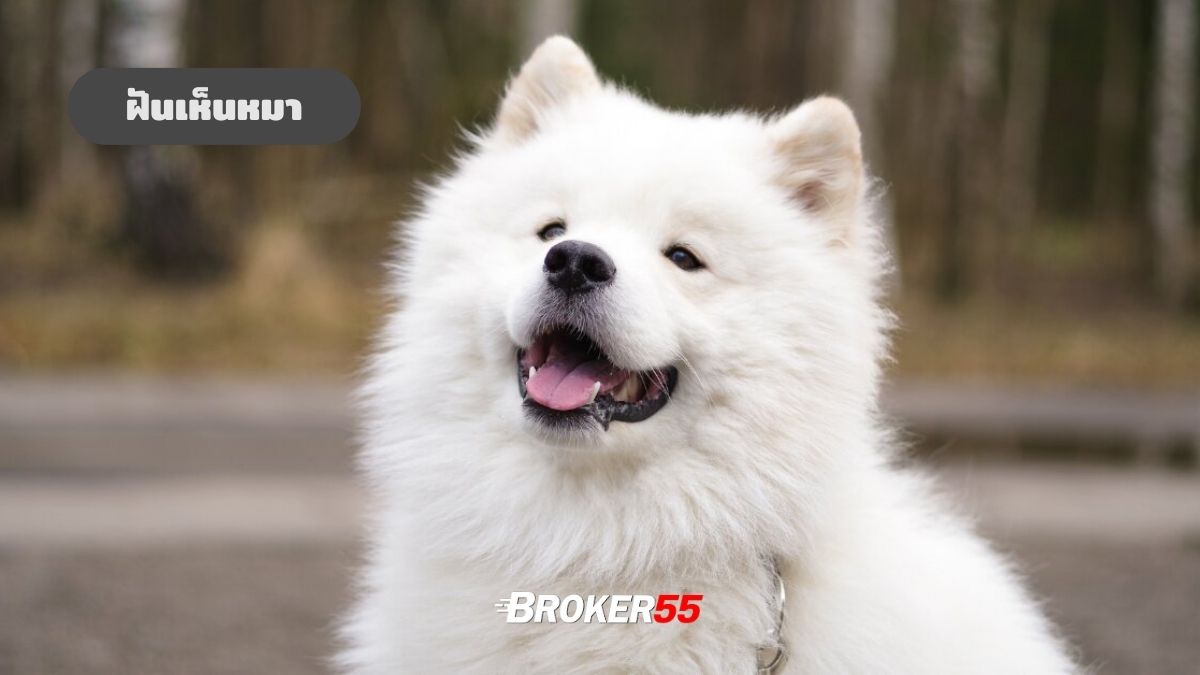 ฝันเห็นหมา