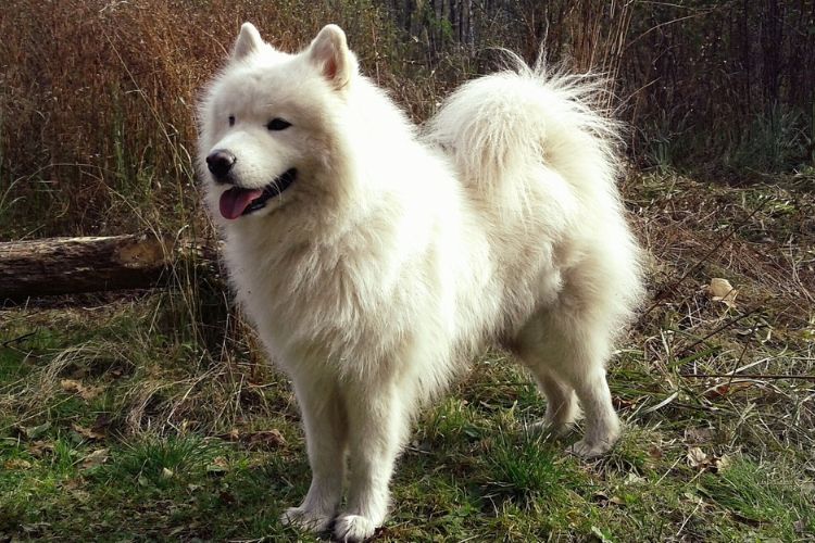 หมาซามอยด์