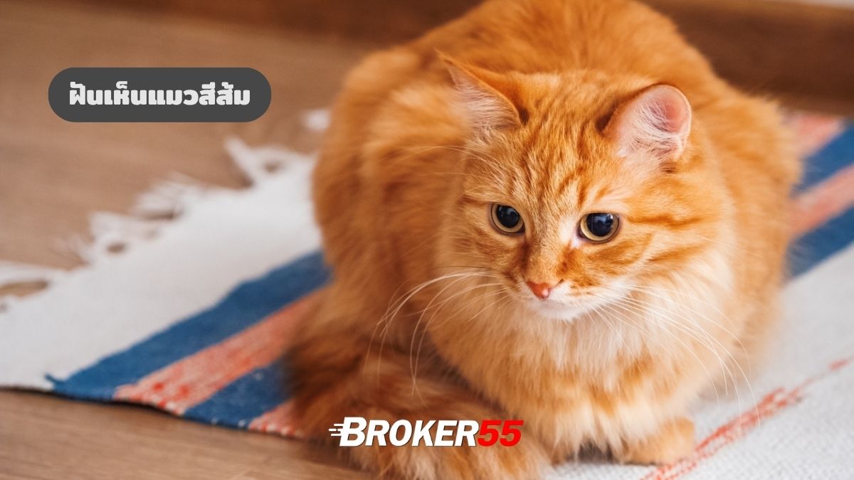 ฝันเห็นแมวสีส้ม