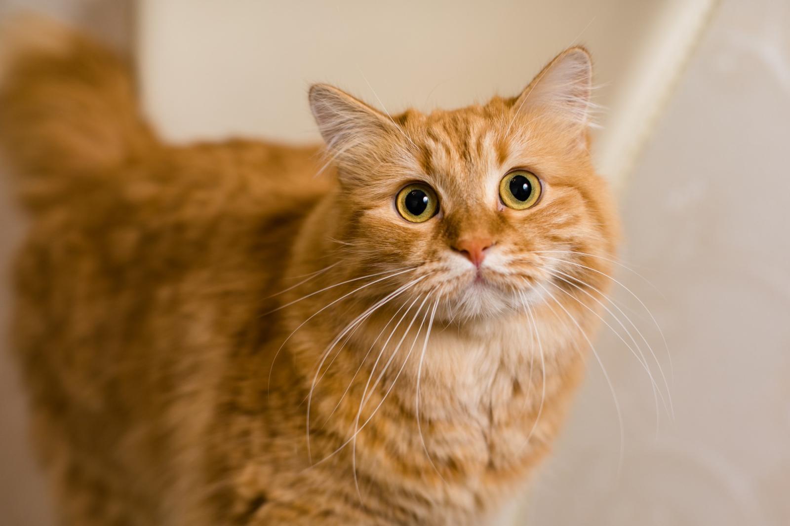 แมวสีส้ม